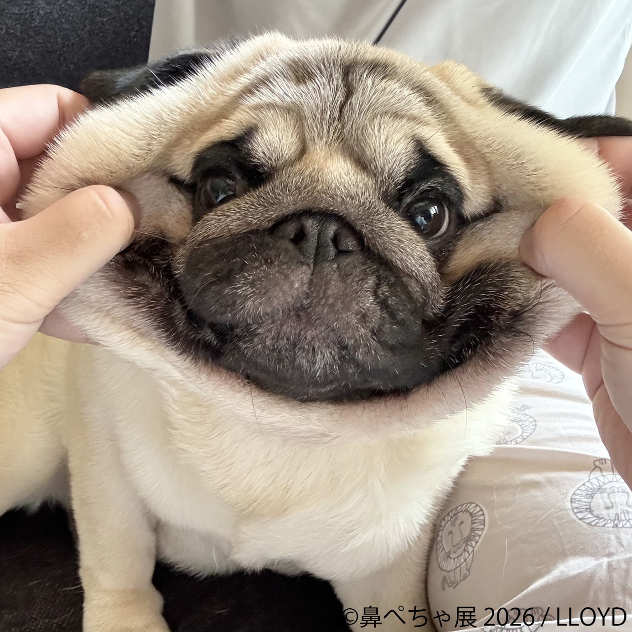 サムネイル画像