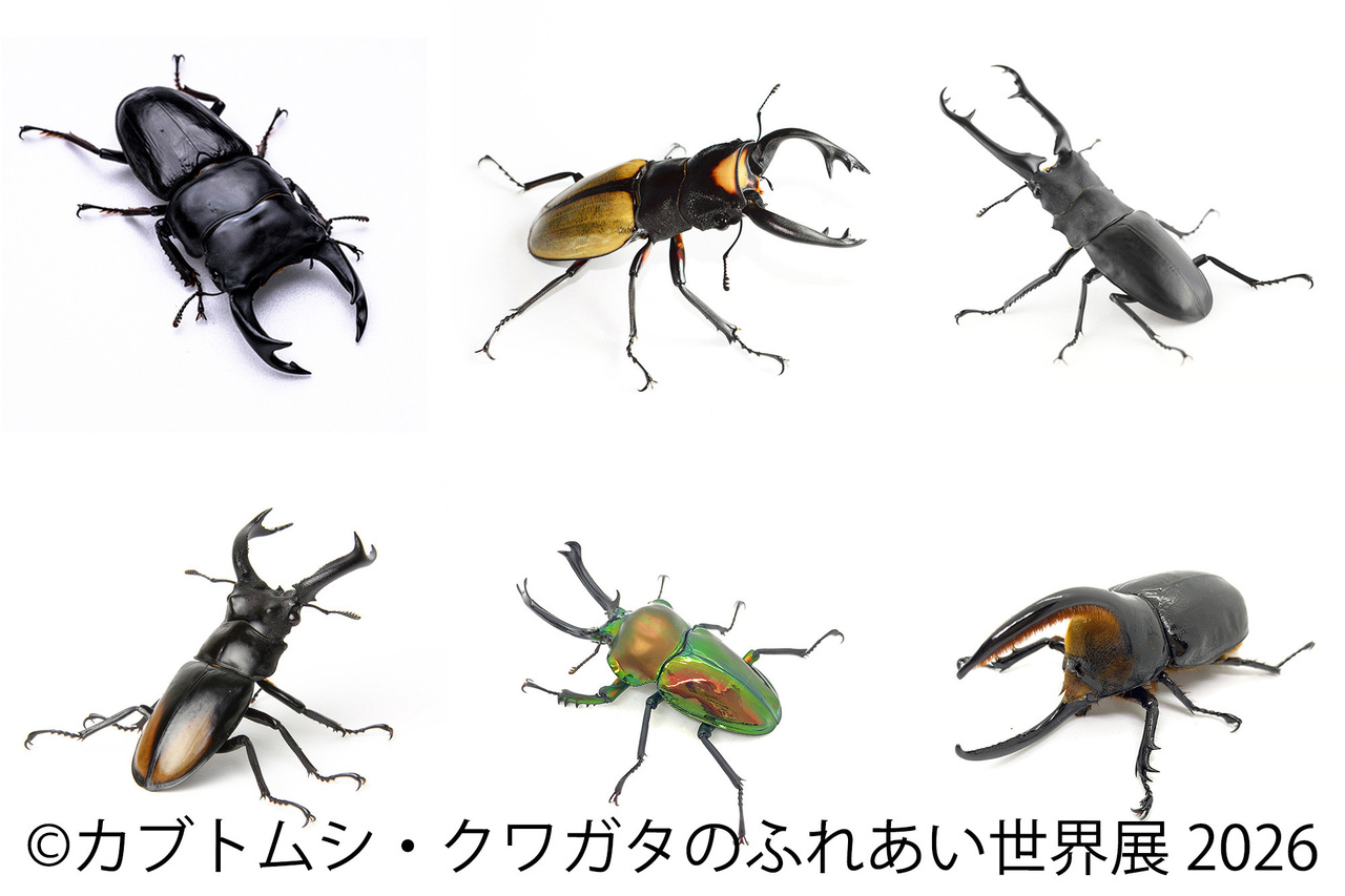 サムネイル画像